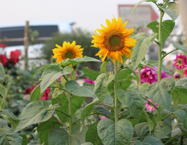 Flowers in vegetable garden? 7 essential plants