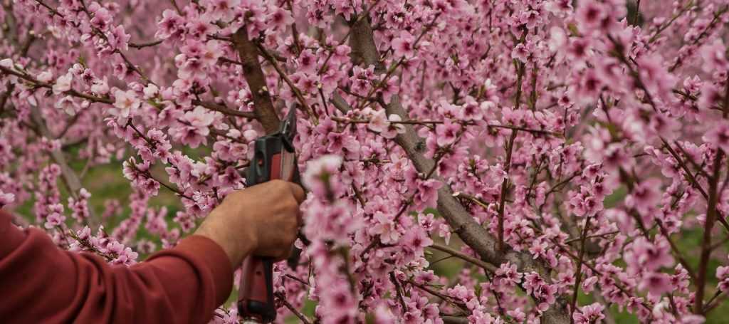 Fruit Trees: The Formative Pruning of a Maiden Tree