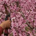 Fruit Trees: The Formative Pruning of a Maiden Tree