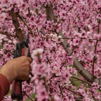 Fruit Trees: The Formative Pruning of a Maiden Tree