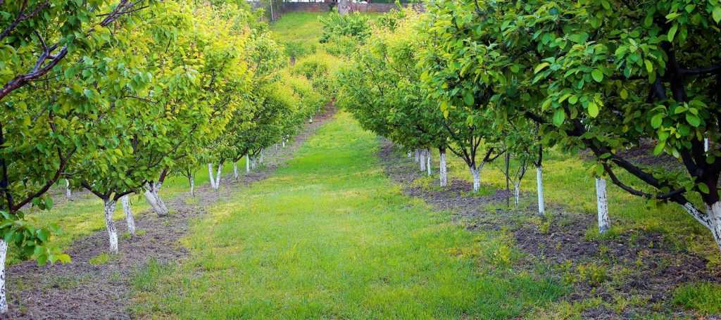 Lime washing fruit trees
