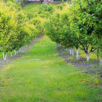 Lime washing fruit trees