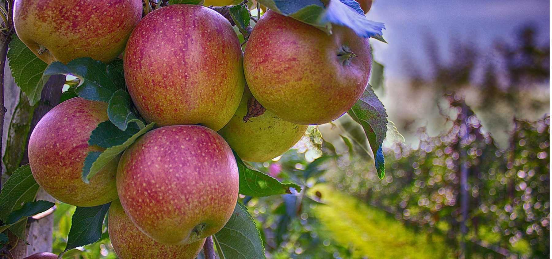 Creating an Orchard: How to Choose Your Fruit Trees Wisely
