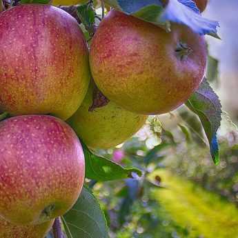Creating an Orchard: How to Choose Your Fruit Trees Wisely
