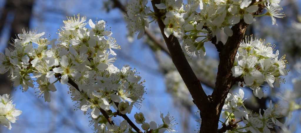 Maintenance and pruning of standard fruit trees