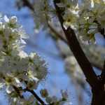 Maintenance and pruning of standard fruit trees