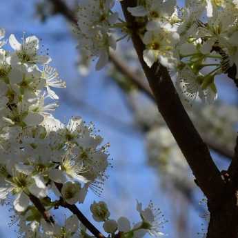 Maintenance and pruning of standard fruit trees
