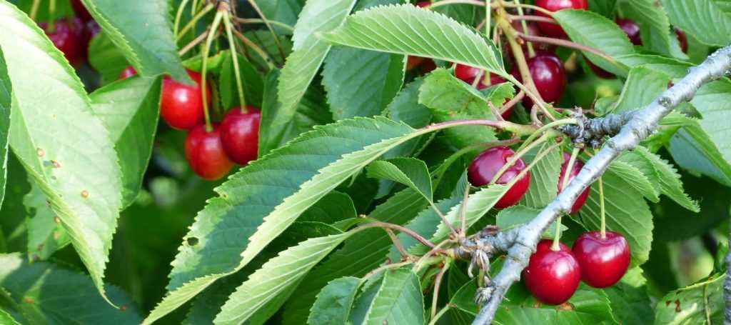 How to protect your fruit trees from birds?