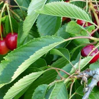 How to protect your fruit trees from birds?