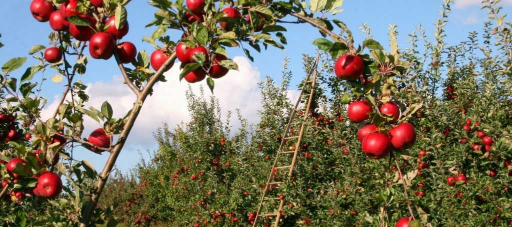 Fruit Trees: Protecting Your Orchard Naturally