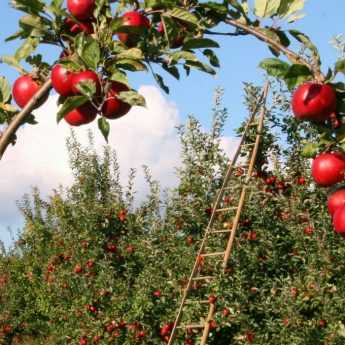 Fruit Trees: Protecting Your Orchard Naturally