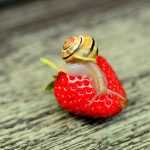 Strawberries in the vegetable patch: put a stop to pilfering!