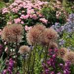 Ornamental allium: should spent flowers be removed?