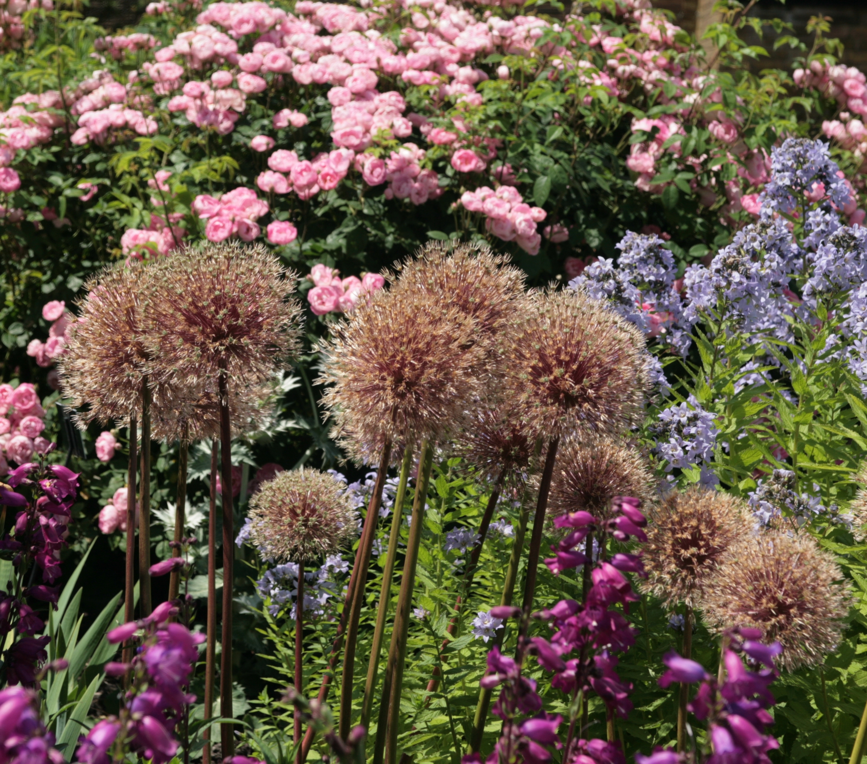 Ornamental allium: should spent flowers be removed?