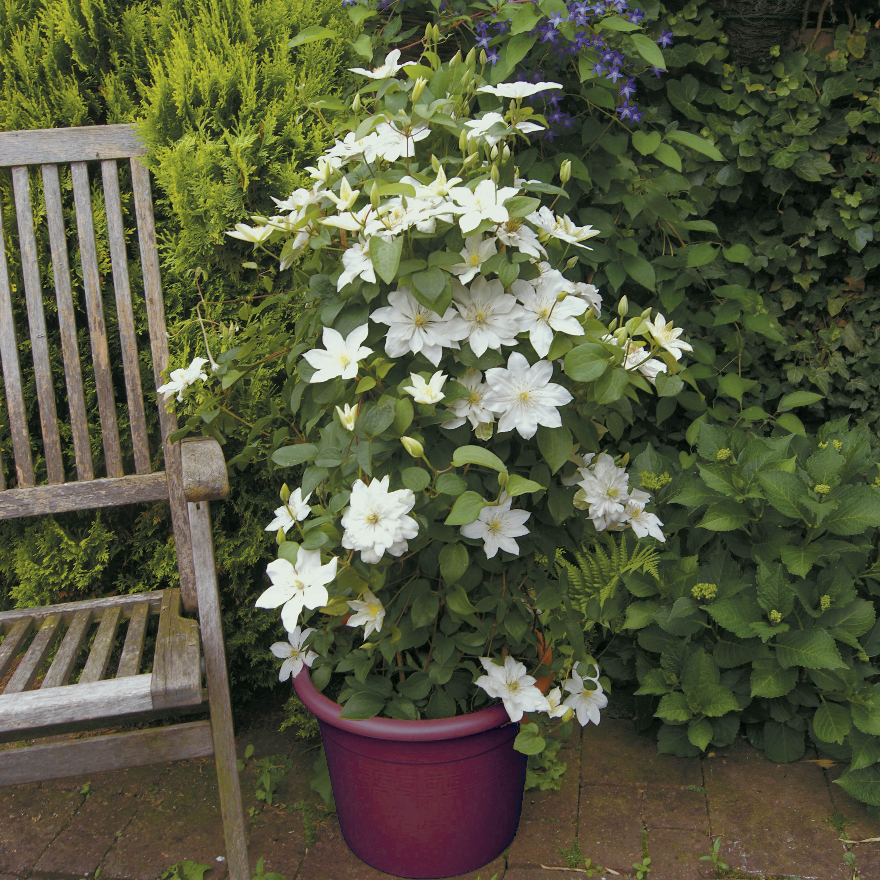I tested on my balcony: potted clematis