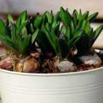 How to plant prepared bulbs for indoor forcing