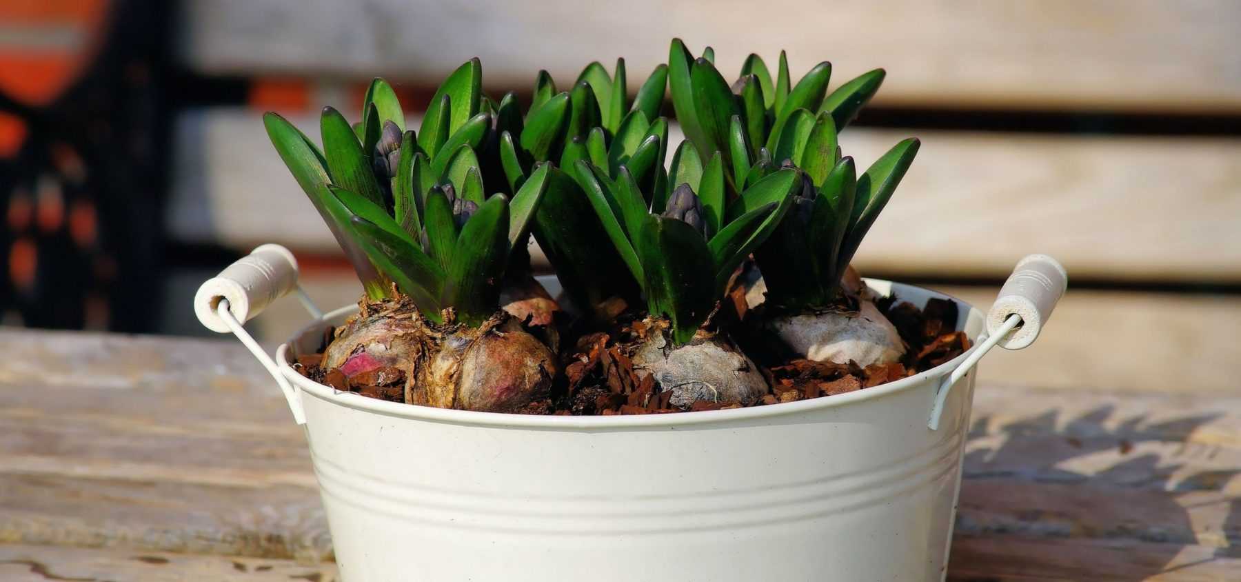 How to plant prepared bulbs for indoor forcing