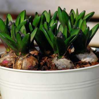 How to plant prepared bulbs for indoor forcing