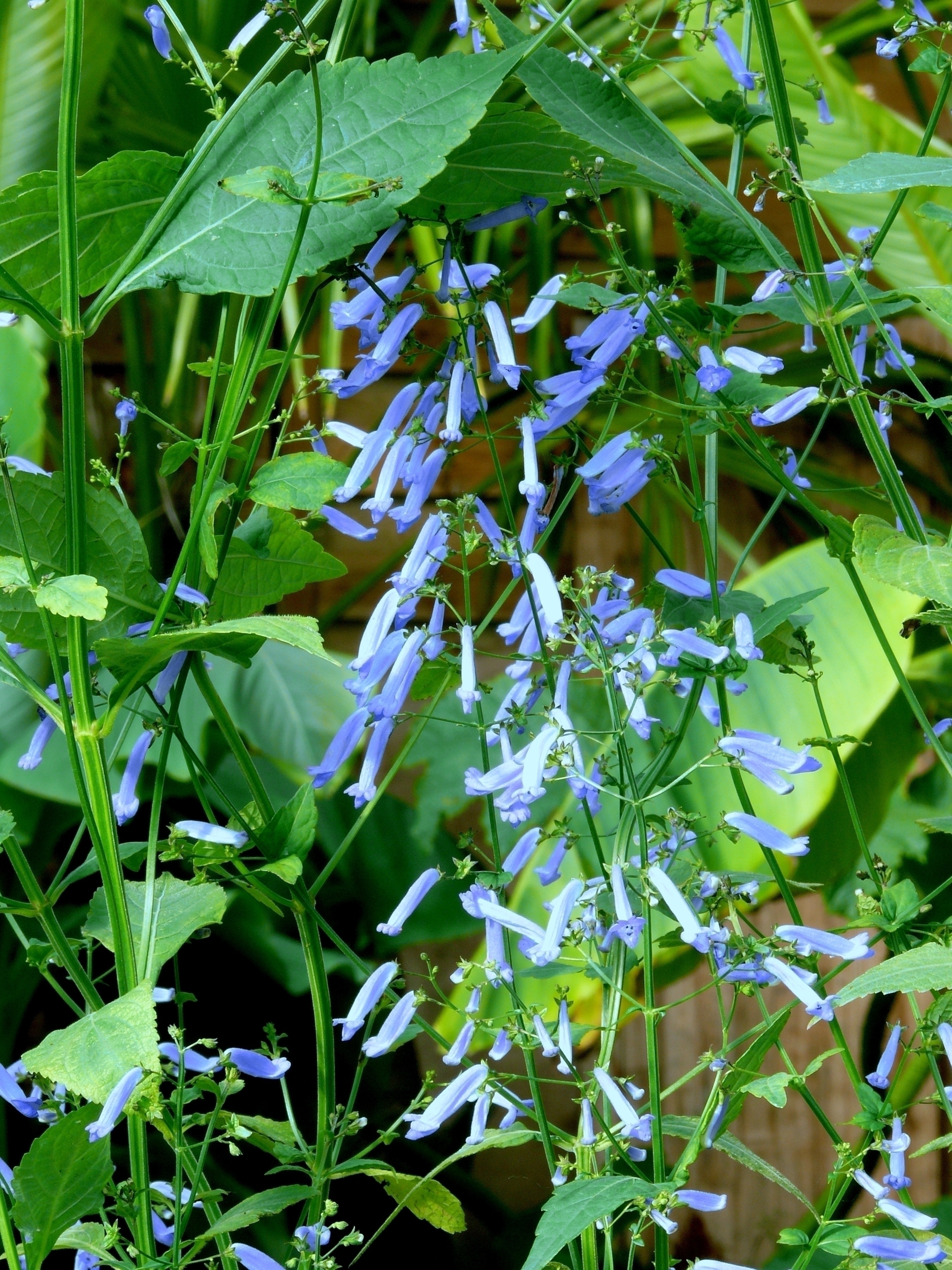 Oui — je connais Isodon longituba. Voulez-vous une fiche détaillée ? Je peux fournir, selon votre besoin :
- description botanique (apparence, floraison) ;
- origine et usages (ornementaux et/ou médicinaux) ;
- conseils de culture pour climat britannique/irlandais (exposition, sol, rusticité, arrosage) ;
- multiplication et entretien (semis, division, taille) ;
- traduction en anglais britannique pour un article WordPress.

Dites-moi ce que vous préférez.