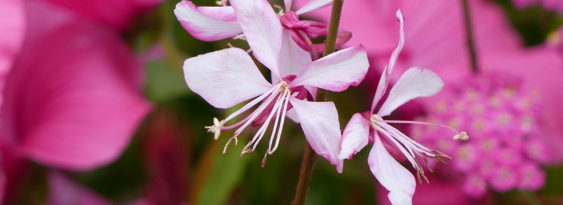 Gaura: Planting and Growing