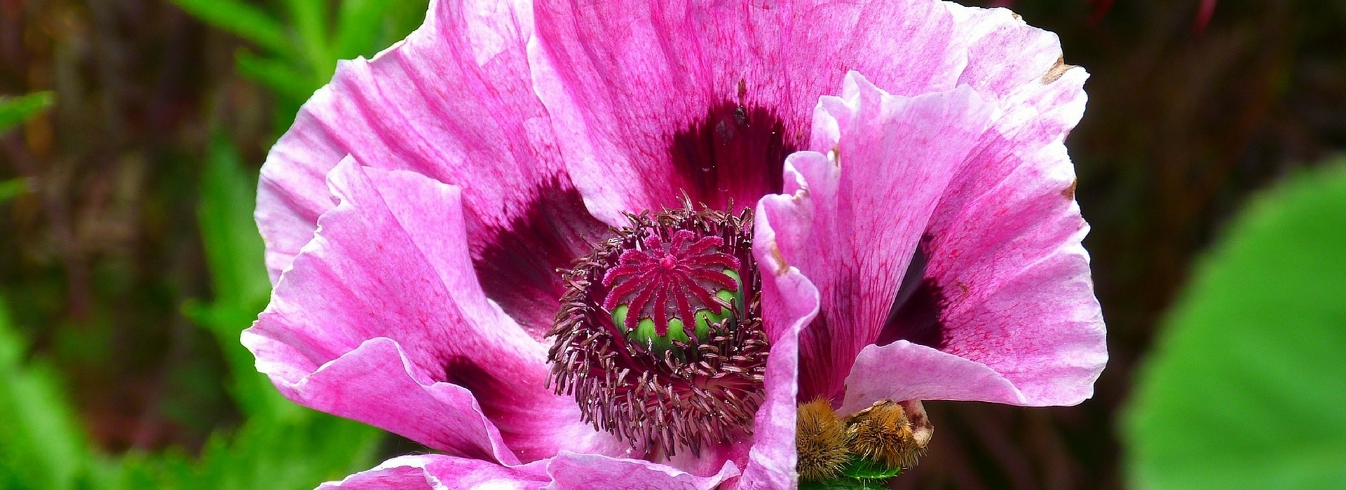 Oriental Poppies: How to Grow Them?