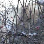 The cold weather is coming: protect your garden