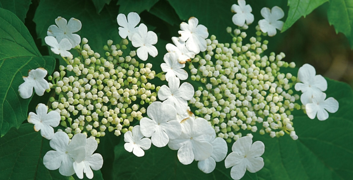 Viburnum: Planting, Pruning and Growing Guide