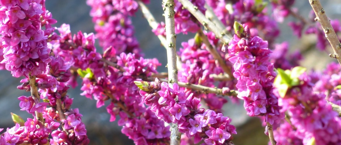 Daphne: how to plant, cultivate and maintain it