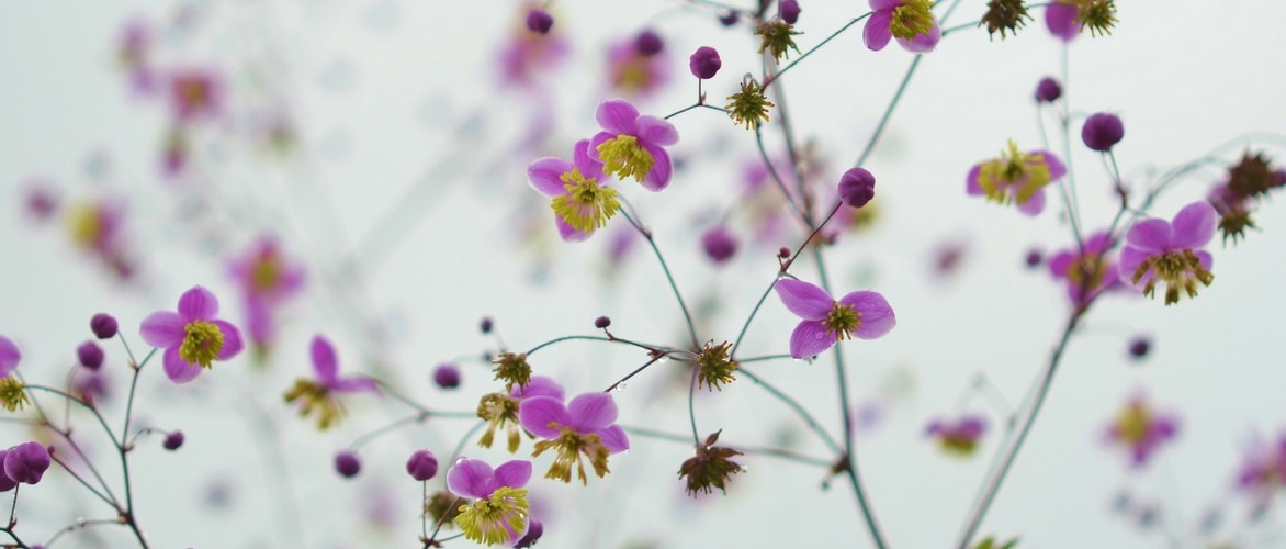 Thalictrum, Meadow Rue: Planting, Cultivation and Companion Planting