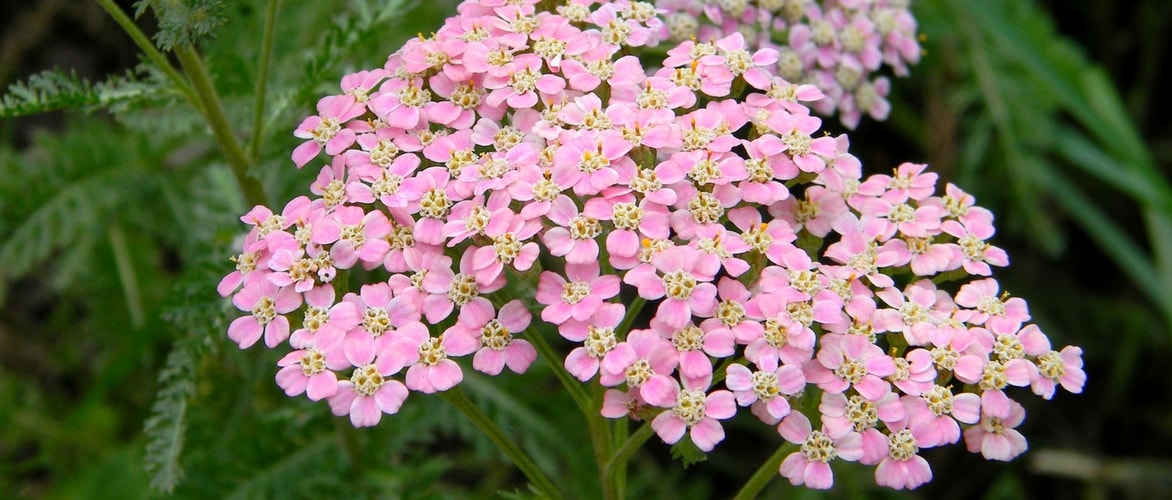 Yarrow, Achillea: Planting, Growing and Caring