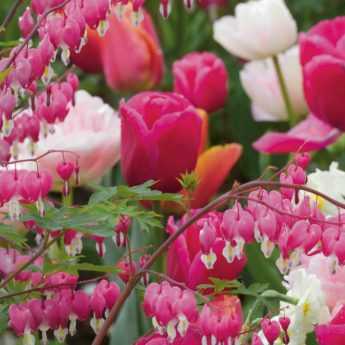 Bleeding Heart: 8 Beautiful Companion Planting Ideas