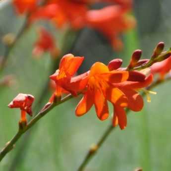 Crocosmia or montbretia: 9 ideas for associations