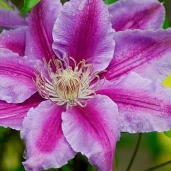Clematis: Which variety to choose?