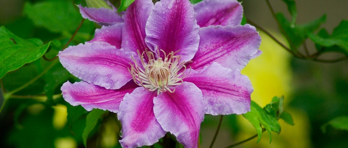 Clematis : quelle variété choisir
