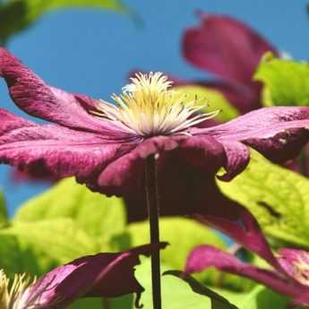 How to train and stake clematis?