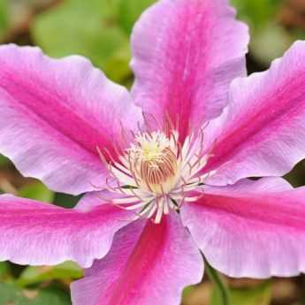 How to prune and maintain clematis?