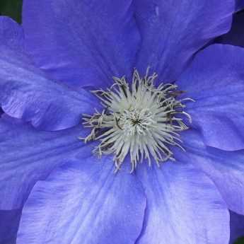 Clematis diseases