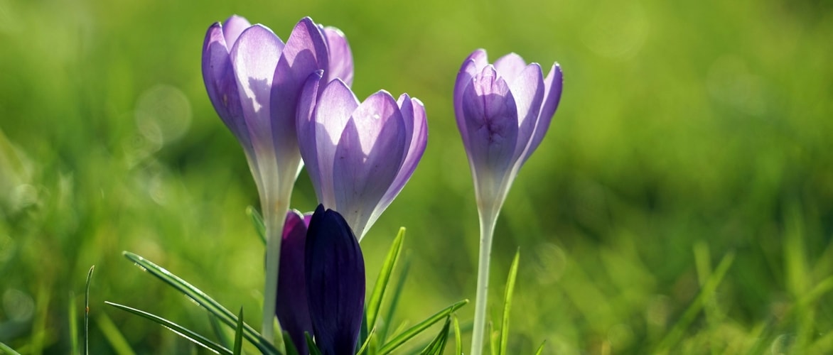 Spring crocus: planting, growing and care