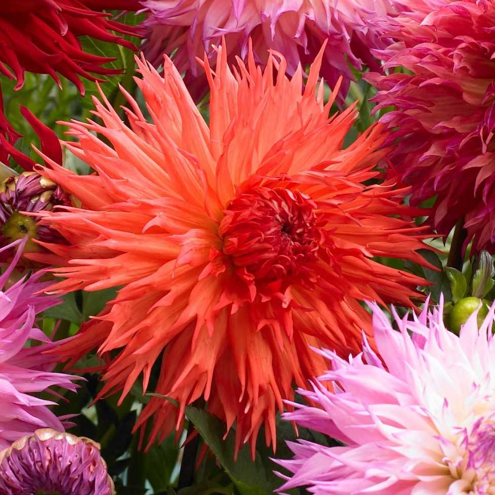 Dahlias: how to pair them well in the garden