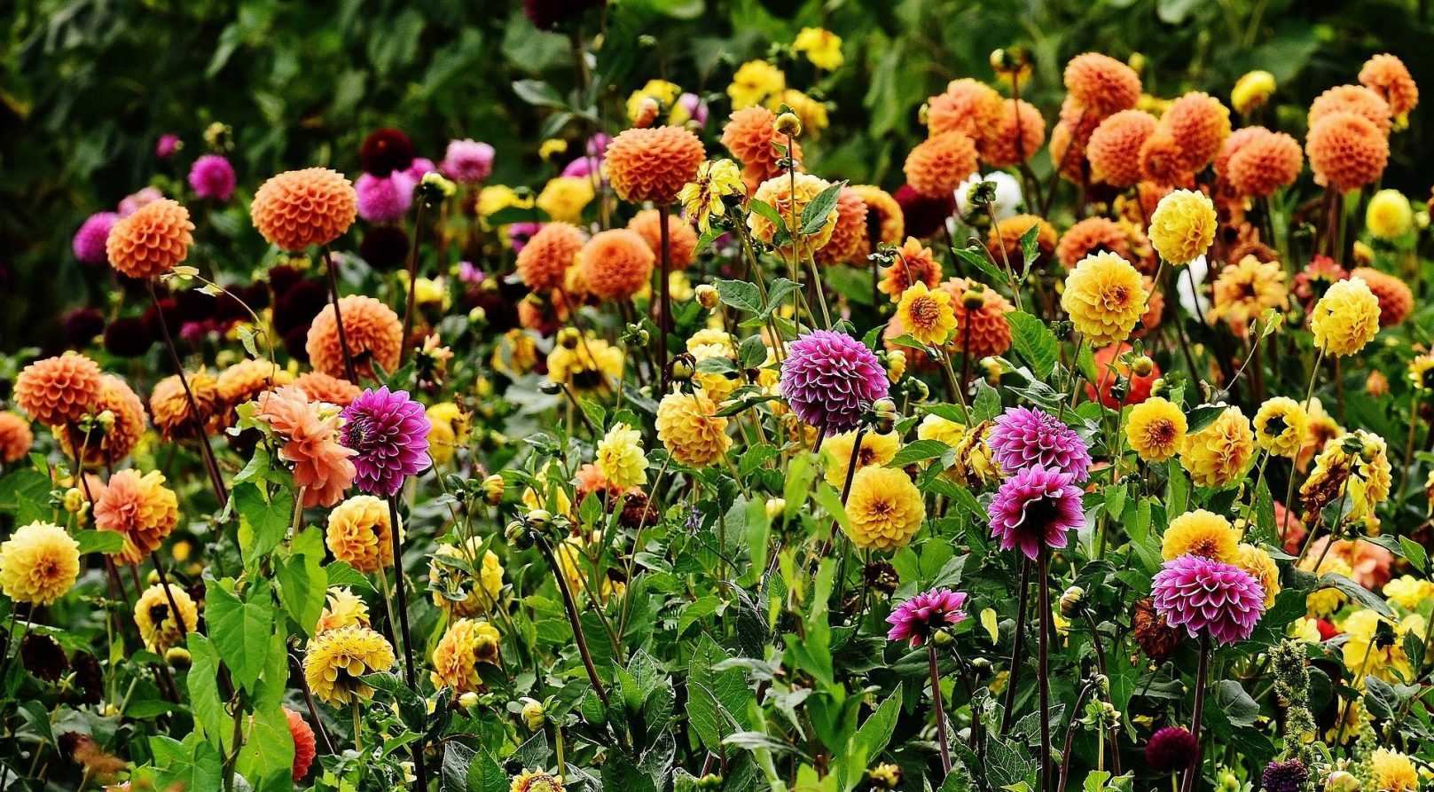 How to choose dahlias well
