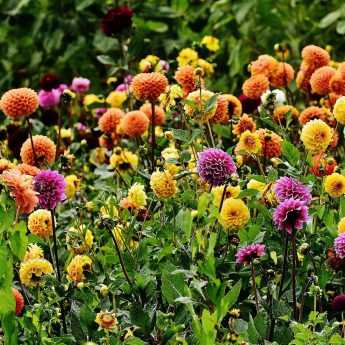 How to choose dahlias well