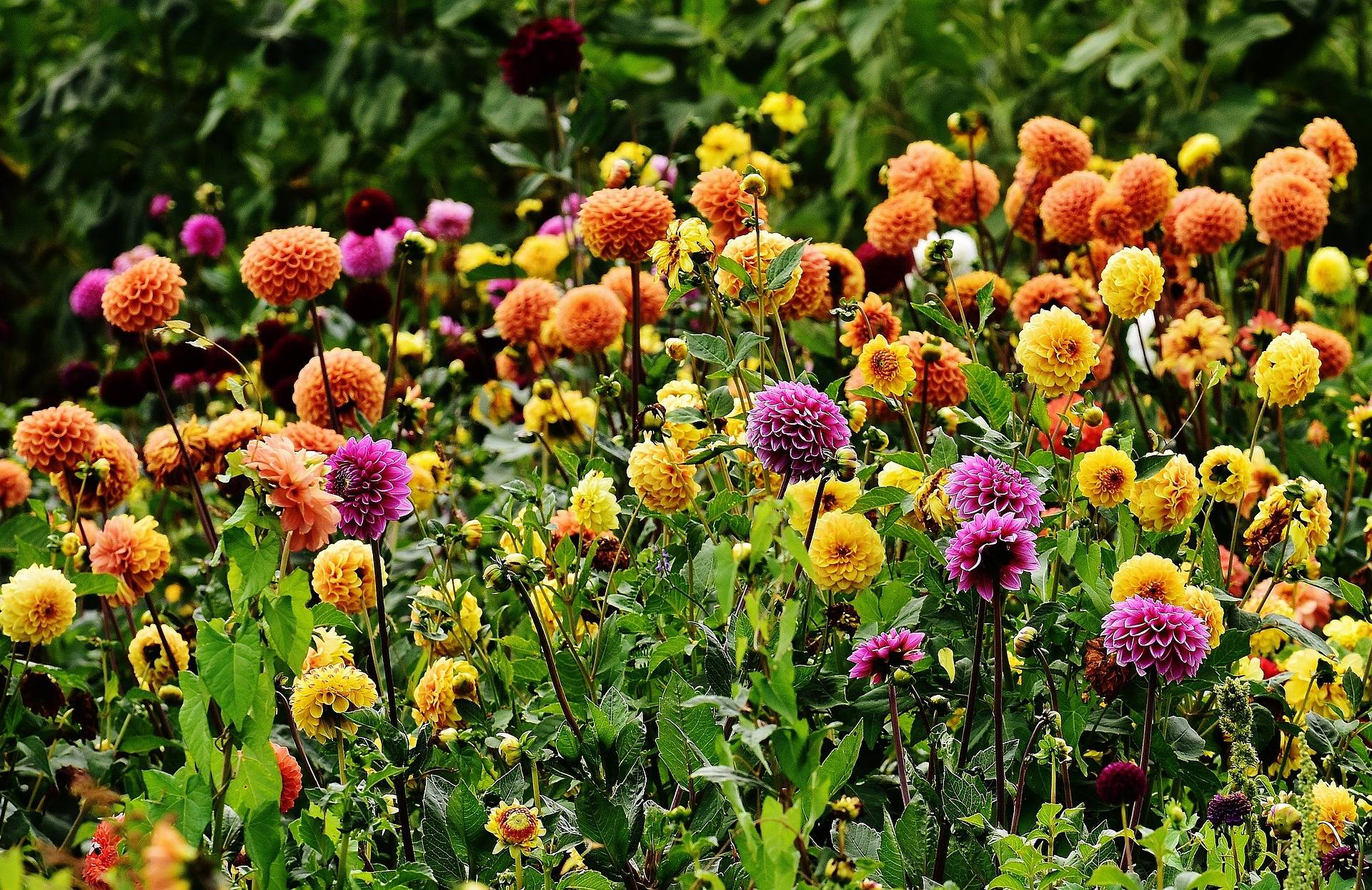 How to choose dahlias well