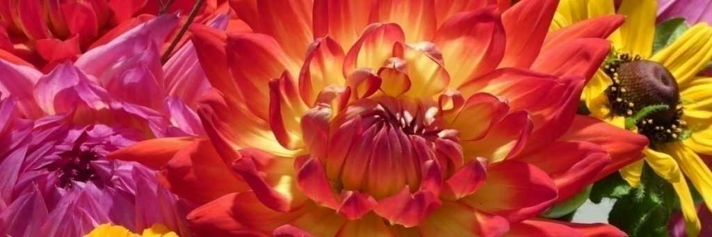 Dahlias: best for making bouquets