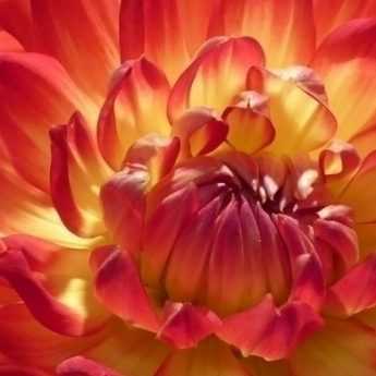 Dahlias: best for making bouquets