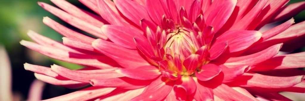 Discover the finest giant dahlias