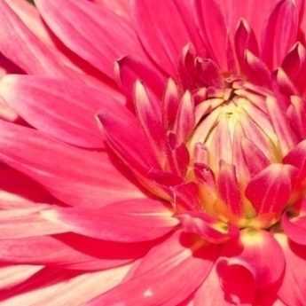 Discover the finest giant dahlias