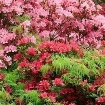 Rhododendron: 9 Successful Planting Combinations