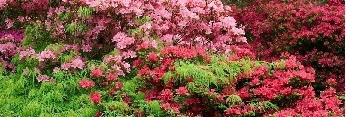 Rhododendron: 9 Successful Planting Combinations