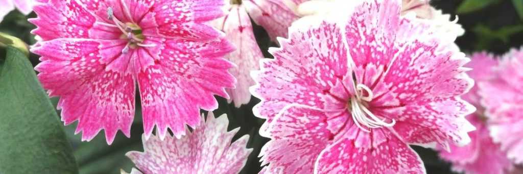 Taking cuttings and sowing carnations