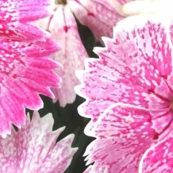 Taking cuttings and sowing carnations